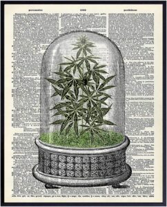 cannabis smoking