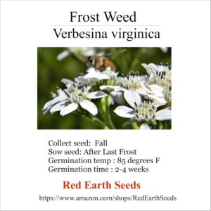 cannabis seeds