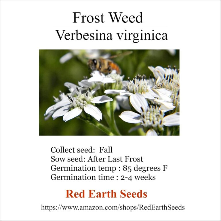 cannabis seeds