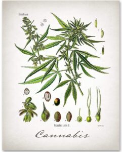 cannabis art