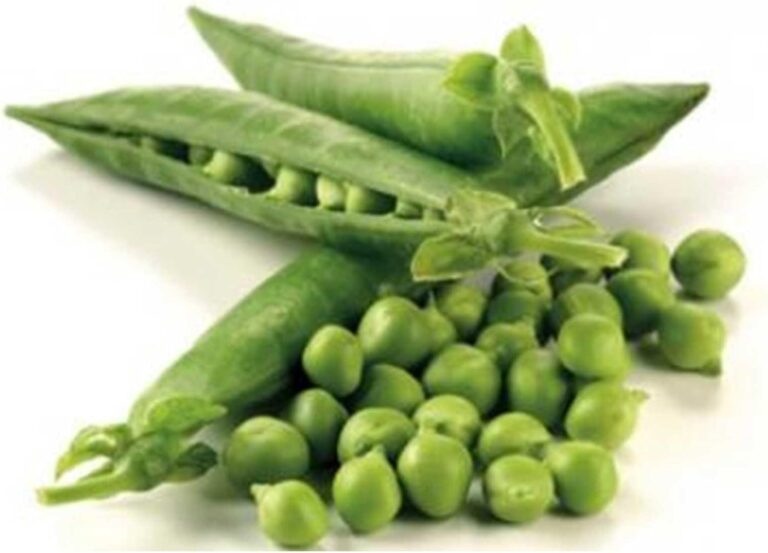 cannabis seeds