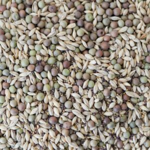 cannabis seeds