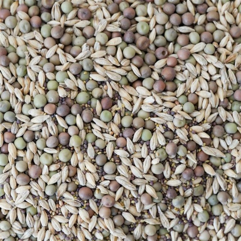 cannabis seeds