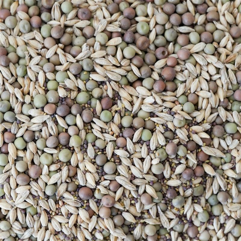 cannabis seeds