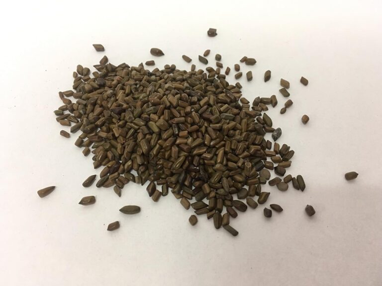 cannabis seeds