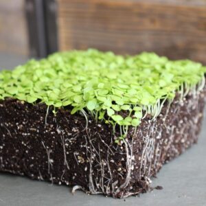cannabis seeds