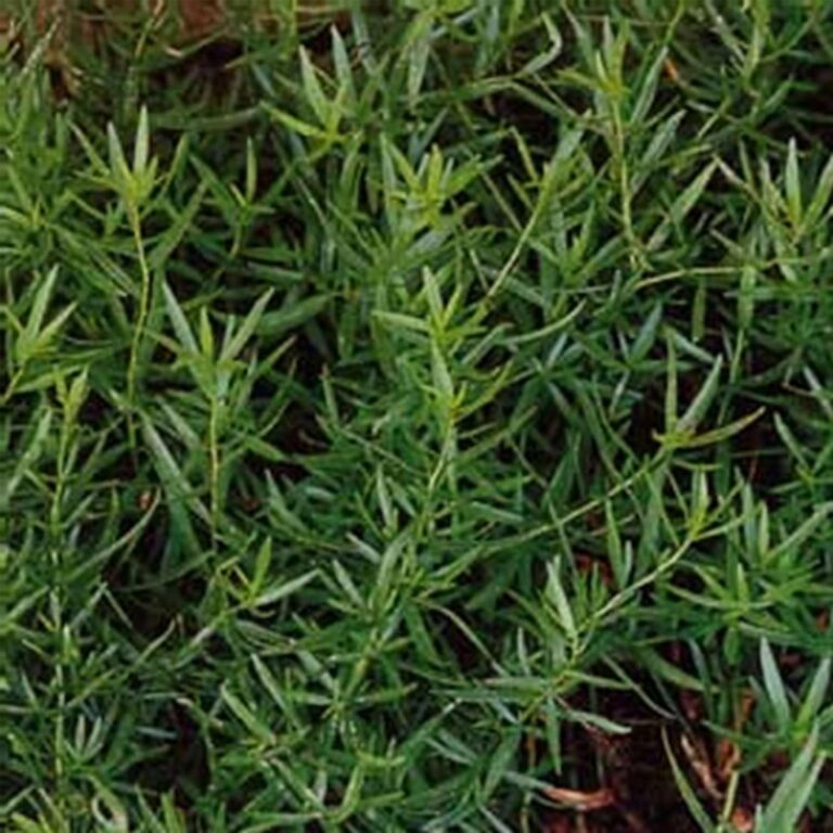 cannabis seeds