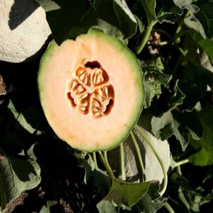 cannabis seeds