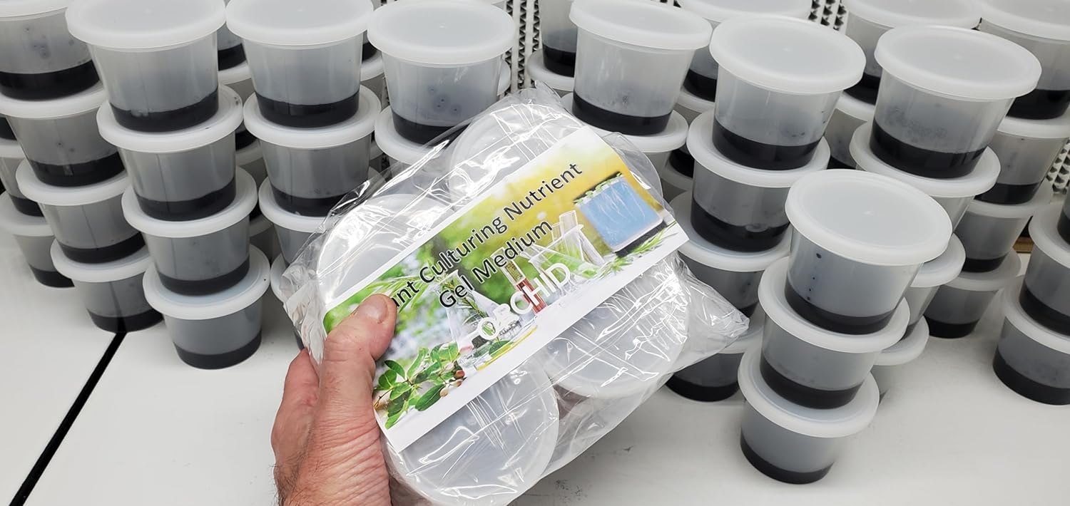cannabis seeds