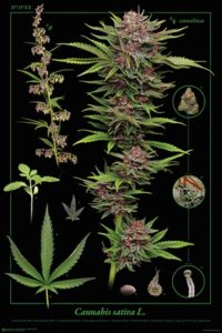 cannabis art