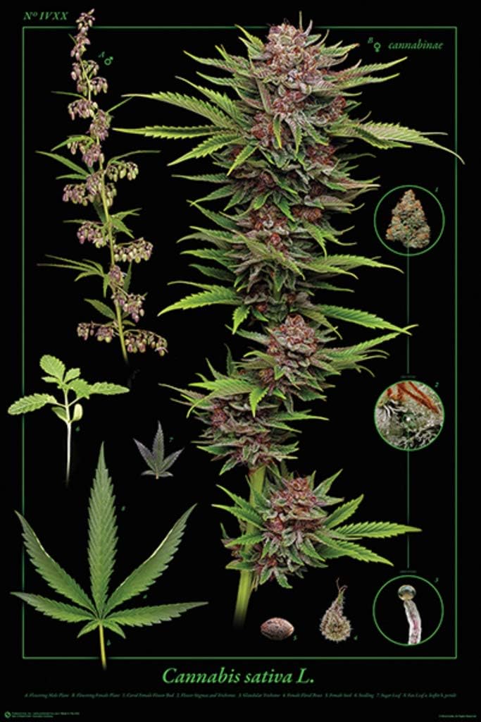 cannabis art
