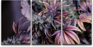 cannabis art