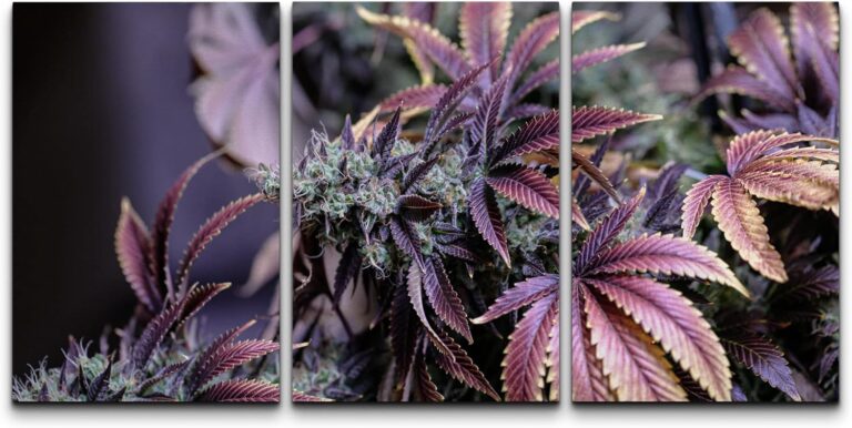 cannabis art