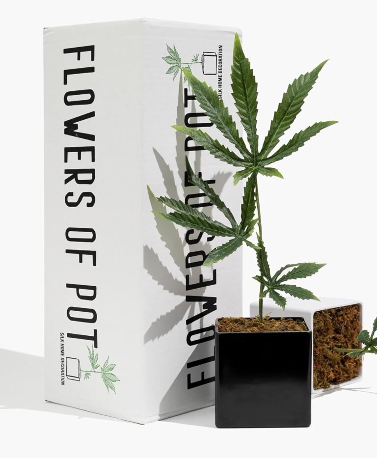 cannabis