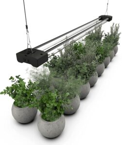 cannabis growing lights