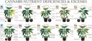 cannabis art