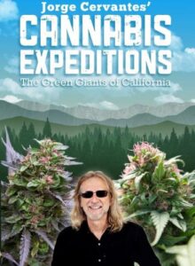 cannabis