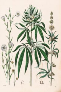 cannabis art