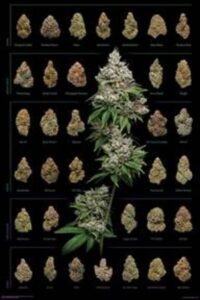 marijuana art