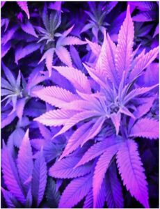 cannabis art