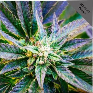 marijuana art