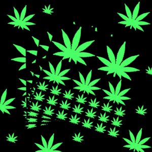 Marijuana