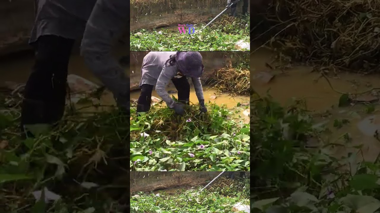 Unclogging a Culvert Pipe And Removal Weed Grow Clogged Culvert Drain