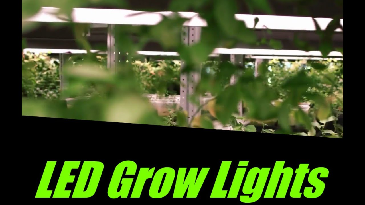 LED Grow Lights - What to know and ask - Growing vegetables and Cannabis basics