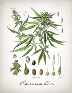 cannabis art