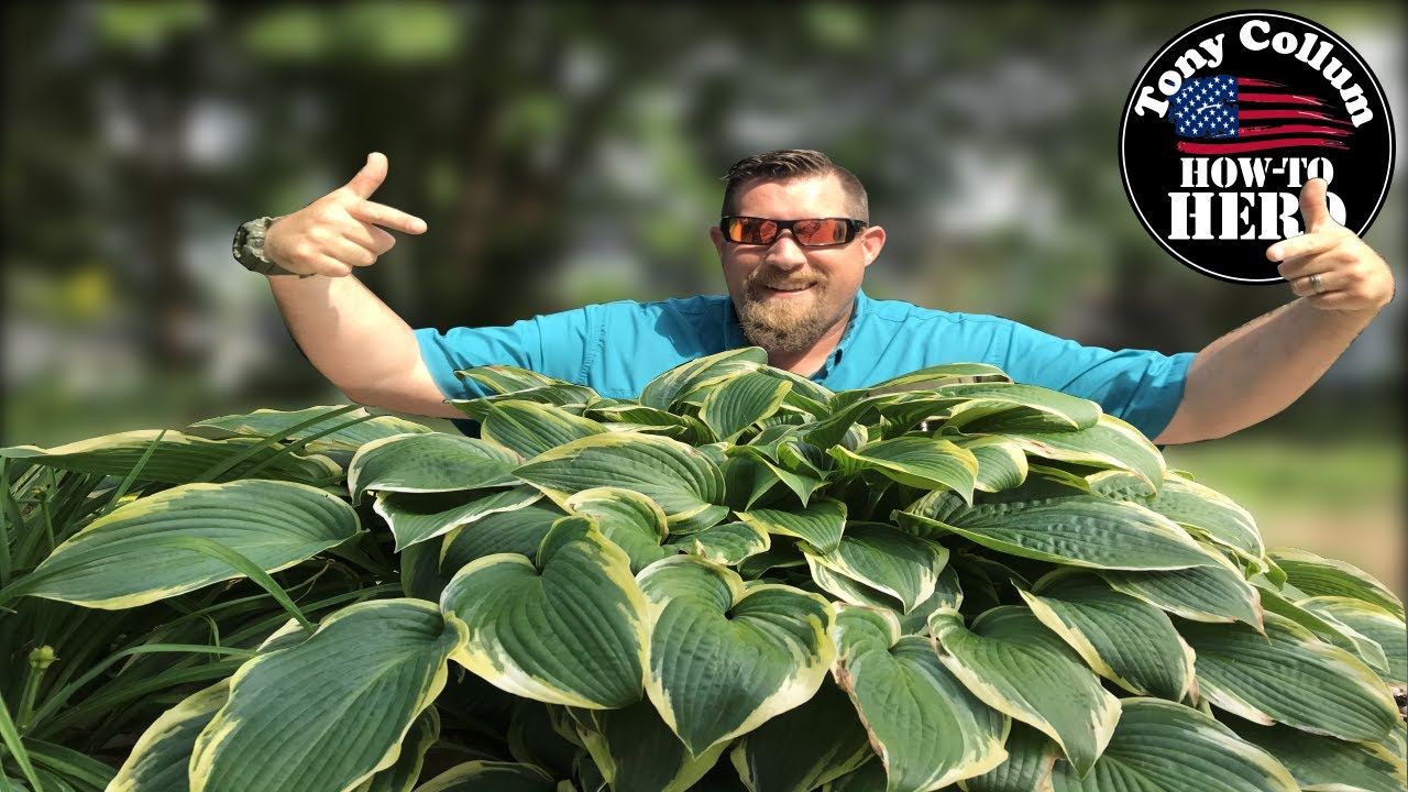 SECRETS to Growing Huge Hosta | QUICKLY