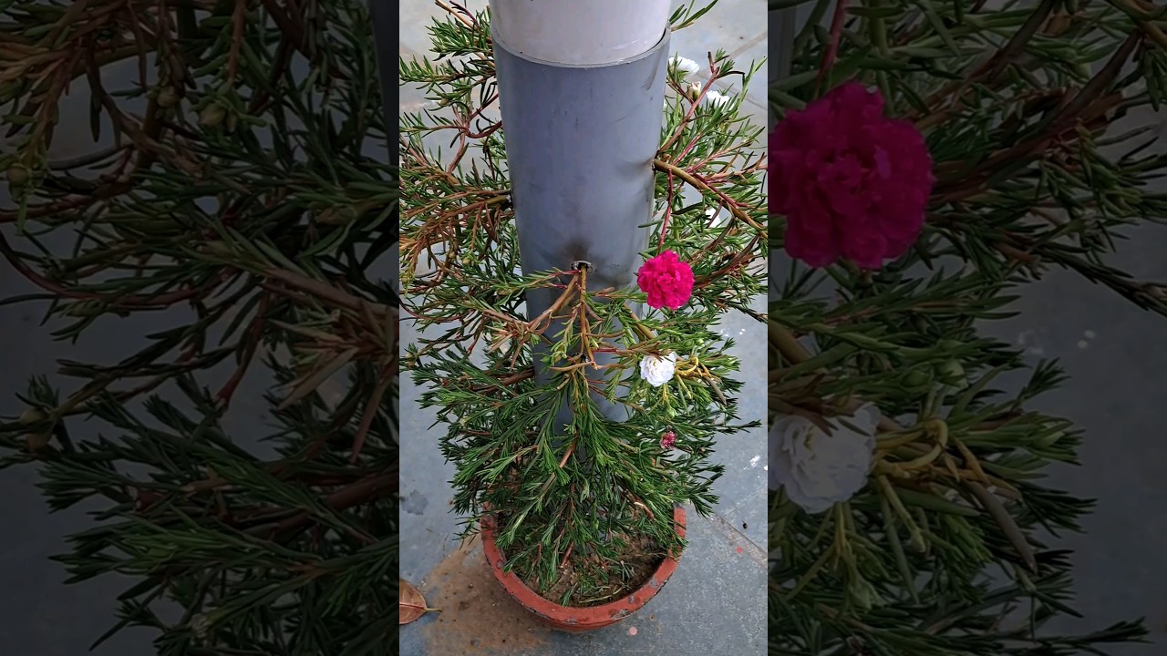 DIY vertical planter with PVC pipe and broken pot|#garden#DIY#pvc pipe #viralshorts #trendingshorts