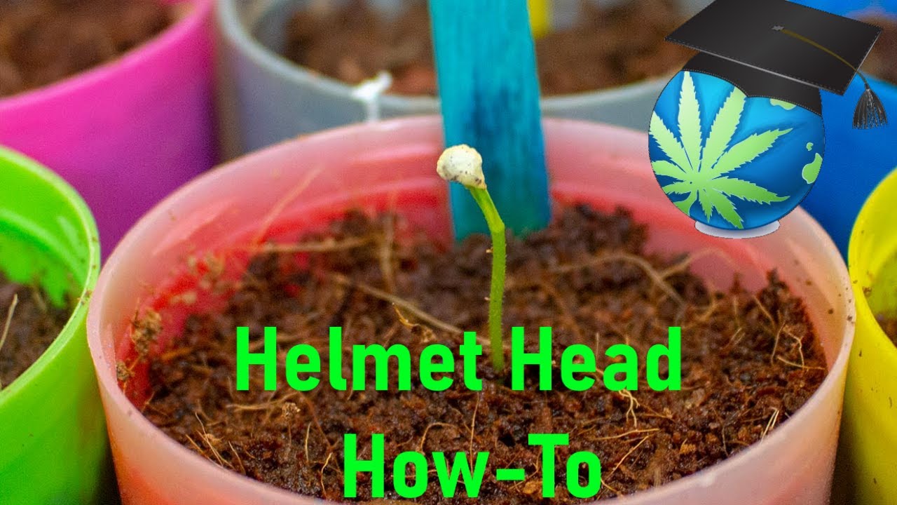 Helmet Head - Seedling Stuck In Shell - How To Fix (And IF To)