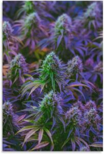 marijuana art