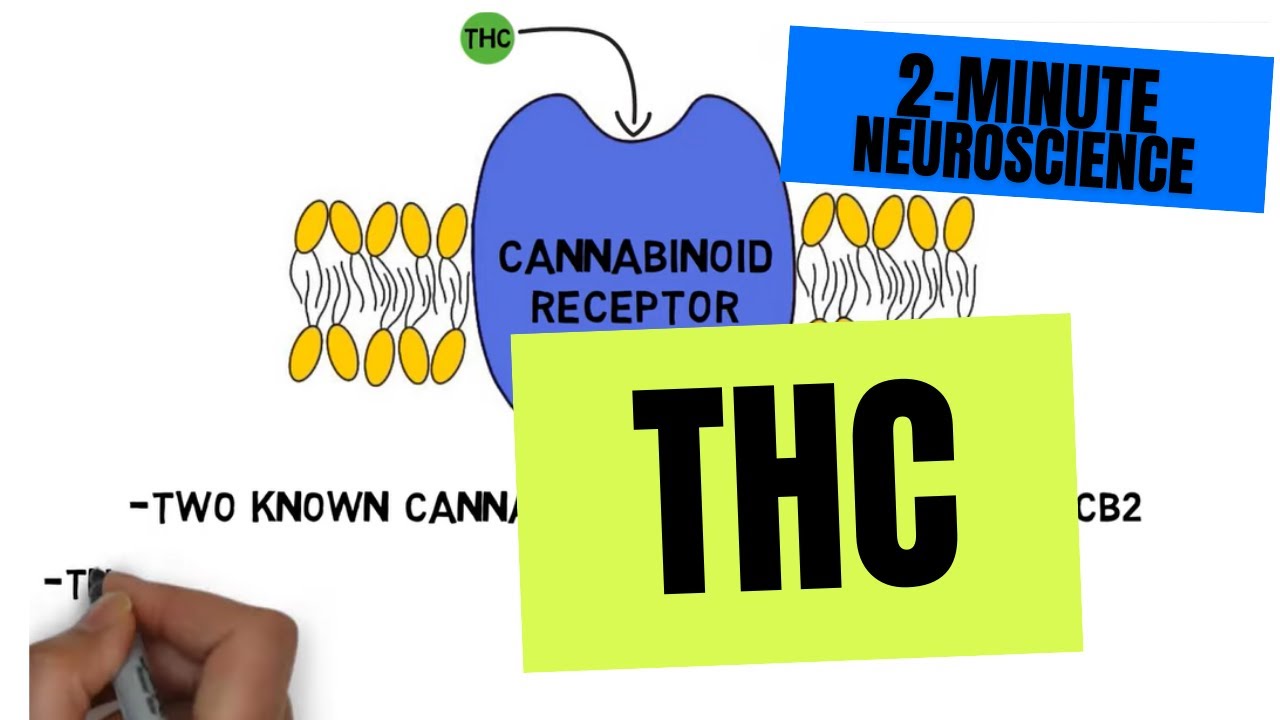 2-Minute Neuroscience: THC