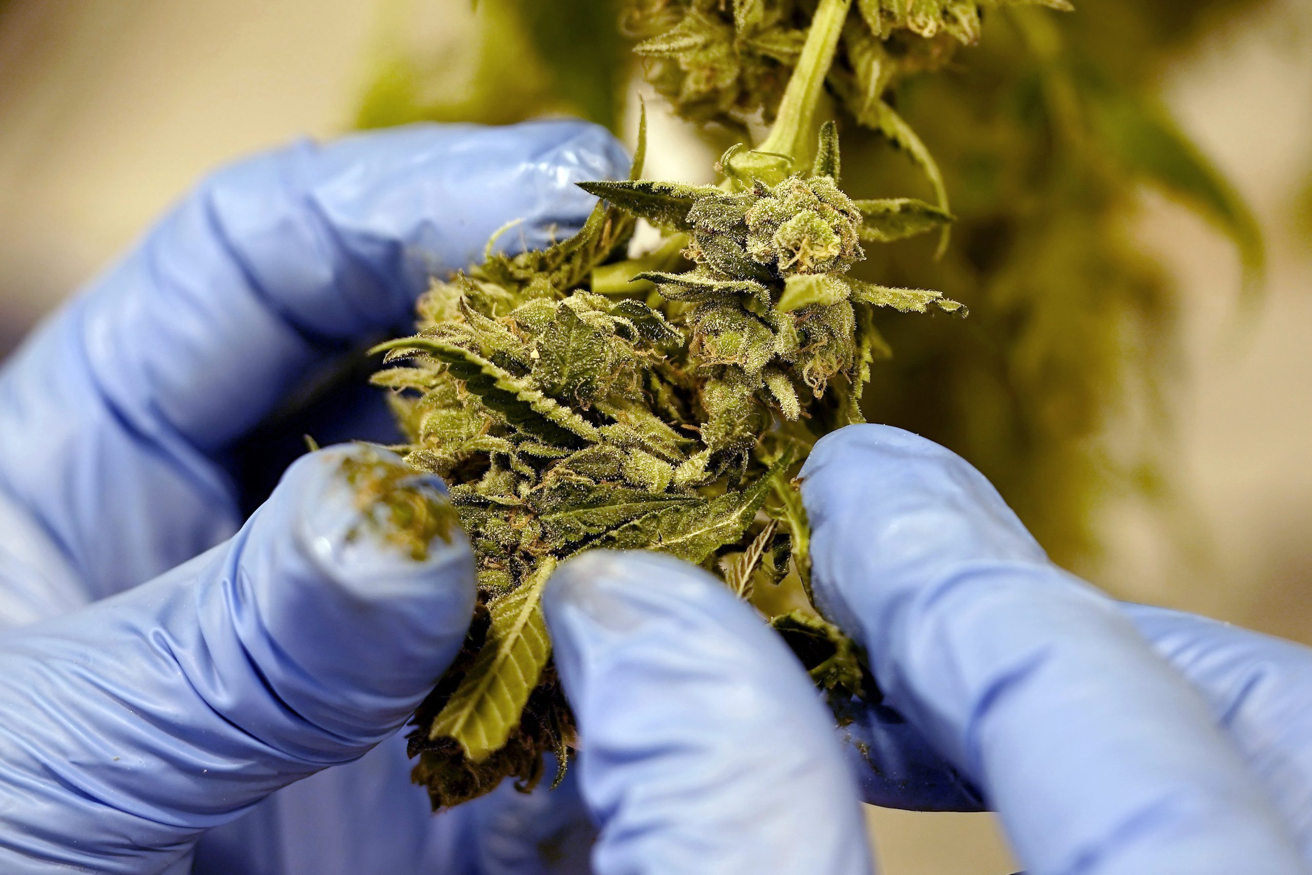 California’s marijuana industry gets a break under new law suspending tax hike • The Mendocino Voice