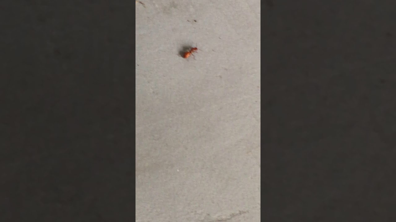 Fat ant dabs (゜-゜)