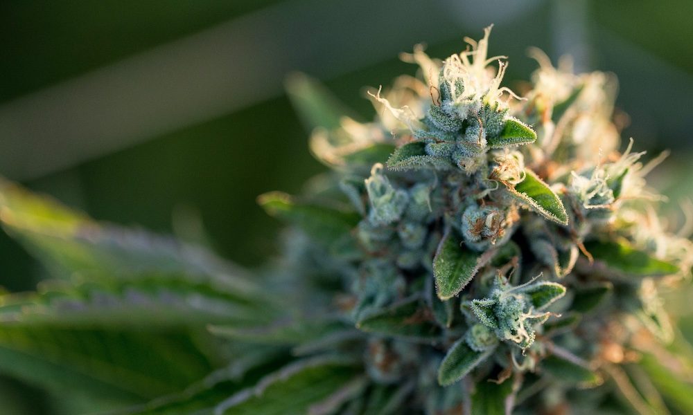 The Cannabis Now Guide to Buying Clean Cannabis