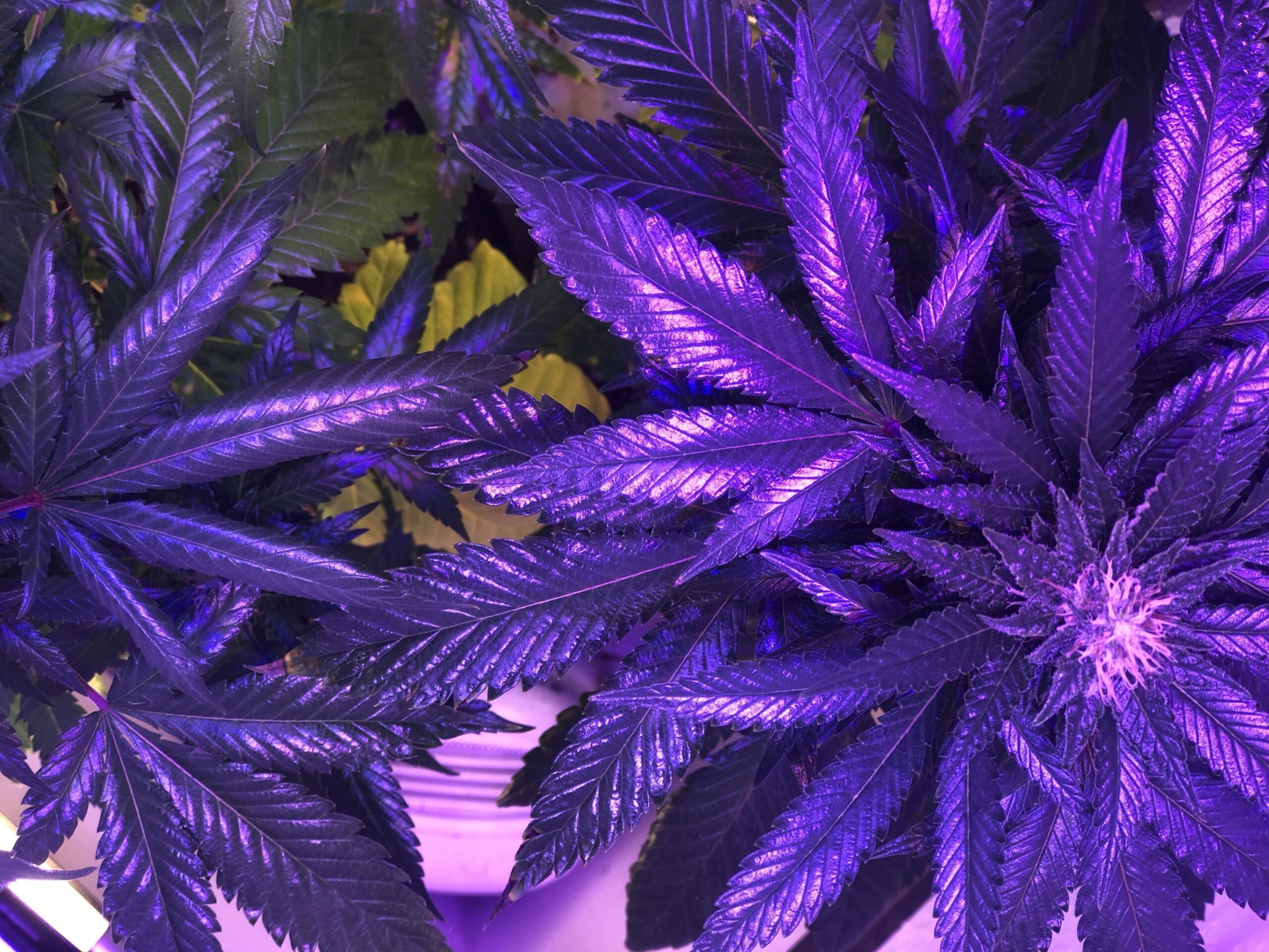 Majority Of Americans Say Marijuana Isn’t ‘Dangerous’ As Trump Decides On Rescheduling, New Poll Shows