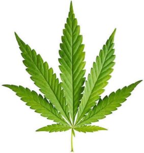 cannabis art