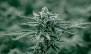 Is The THC % Game Rigged?