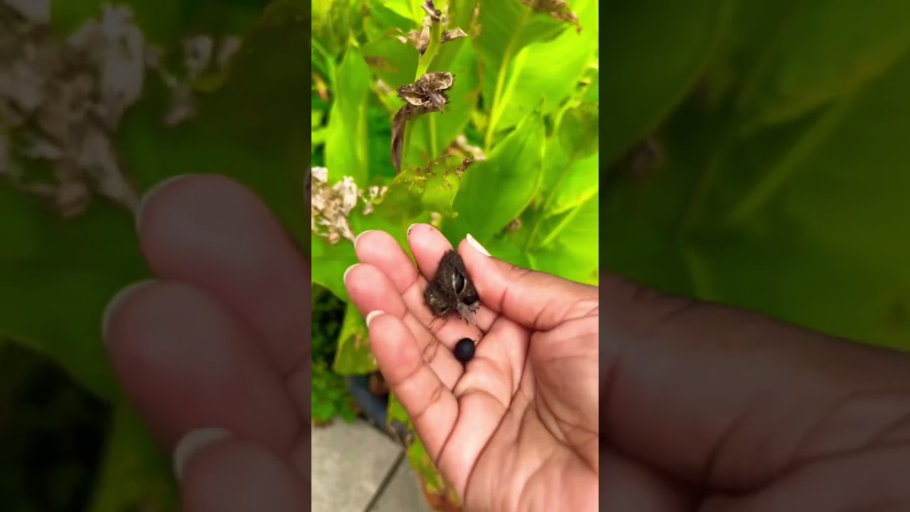 SAVE SEEDS FROM YOUR CANNA LILIES | SEED SAVING