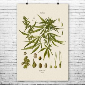 cannabis art