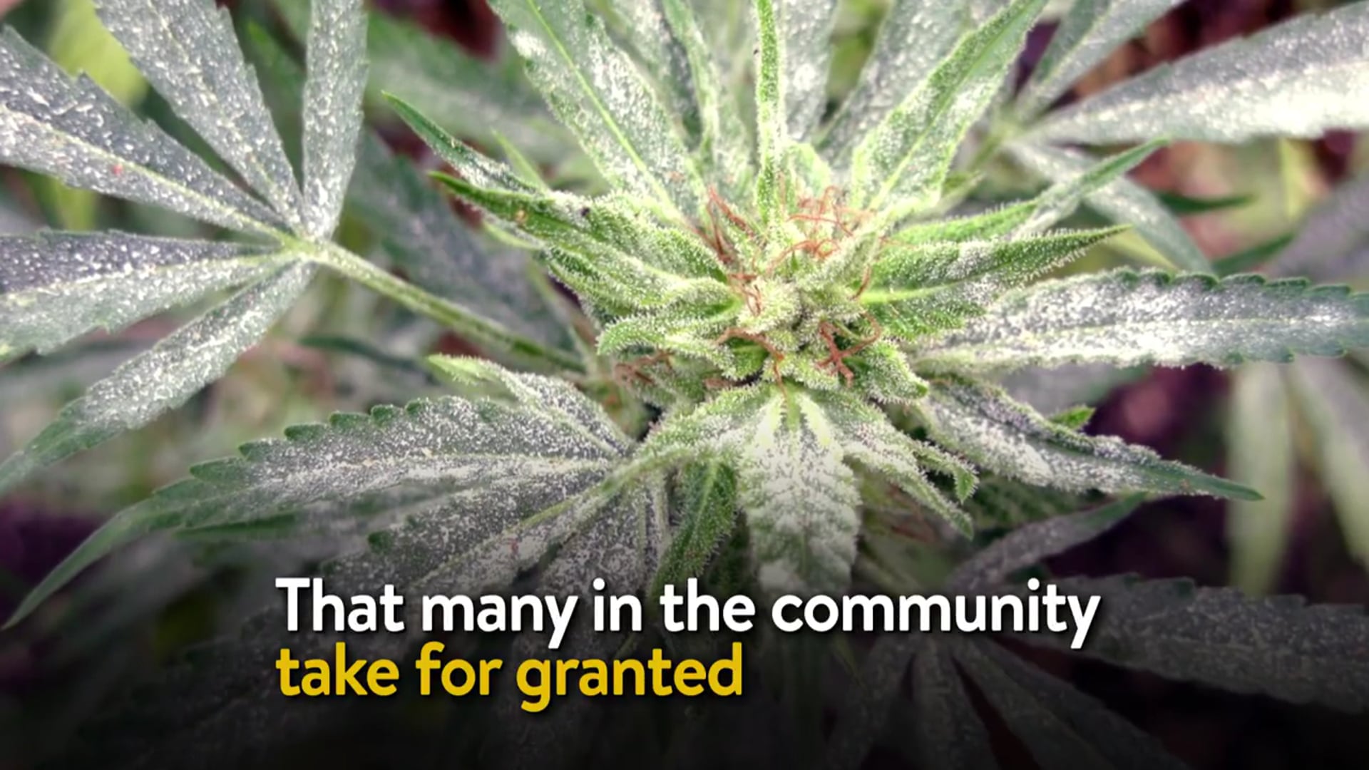 Can You Smoke Moldy Marijuana? (and what to do it you did!)