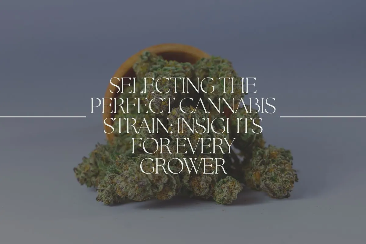Selecting the Perfect Cannabis Strain: Insights for Every Grower