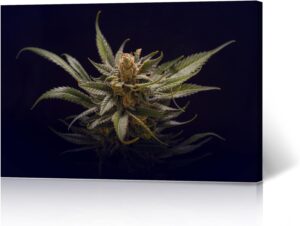 marijuana art