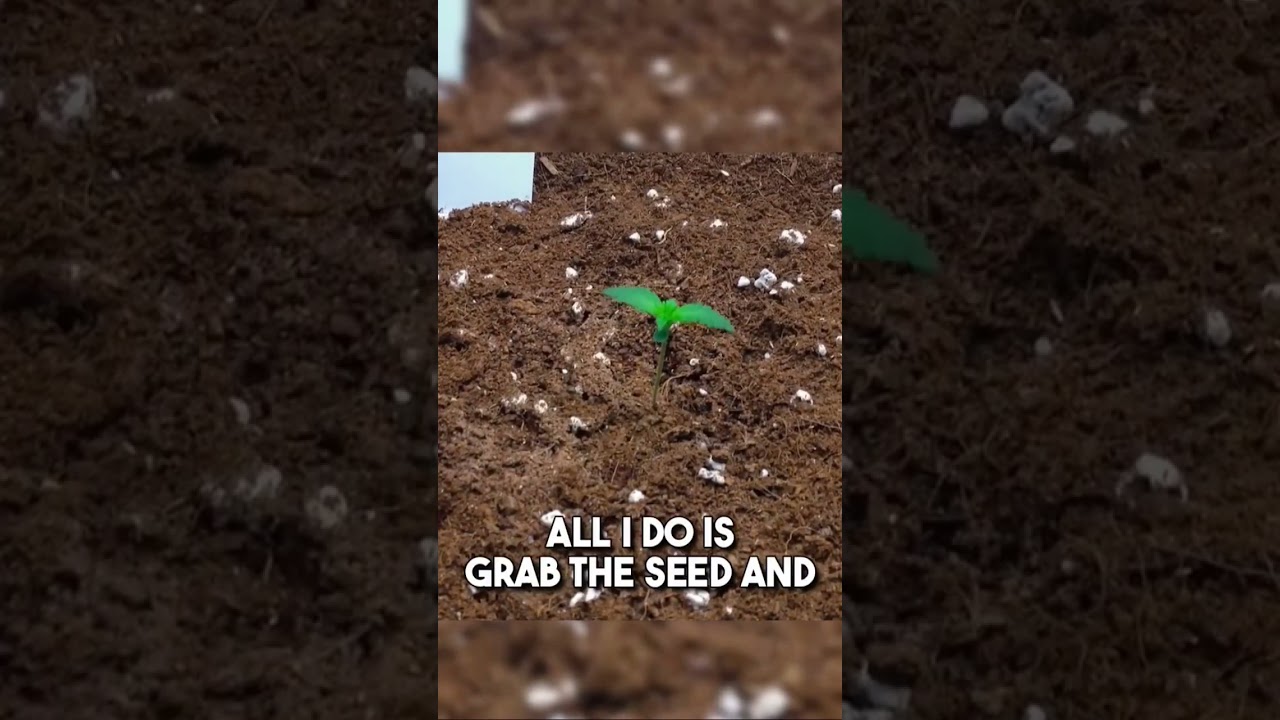 Seed to Harvest: Blue Dream Autoflower Grow w/ Mr. Canucks Grow 🌱