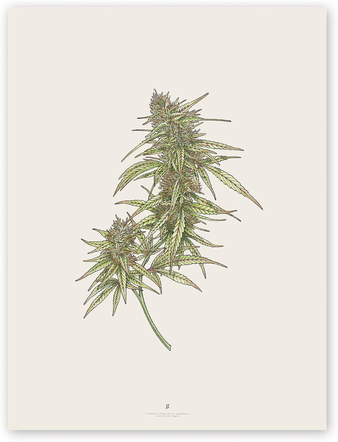 cannabis art