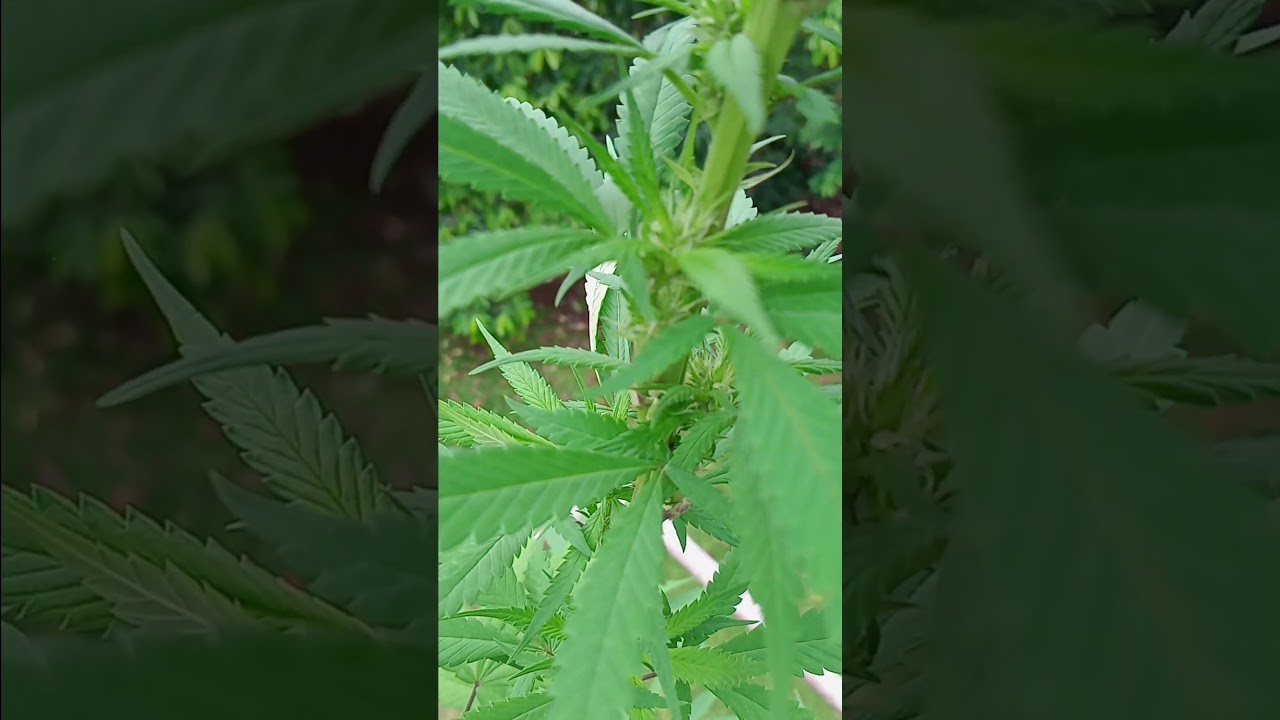 putting out some nice sized buds already 🔥#cannabisdaily #cannabischannel #organicweed #cannabis