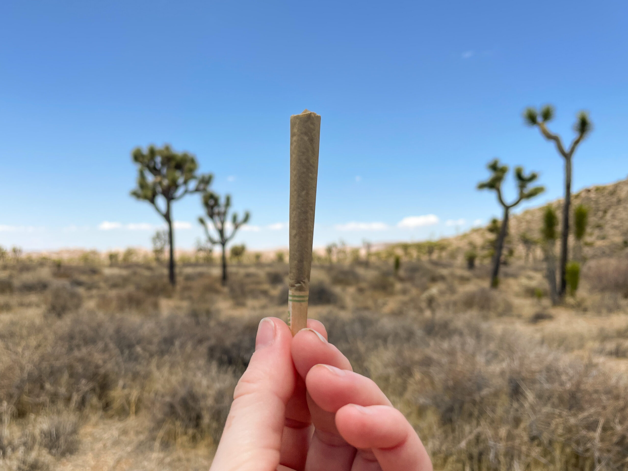 8 Best Weed Strains to Celebrate the Summer Solstice