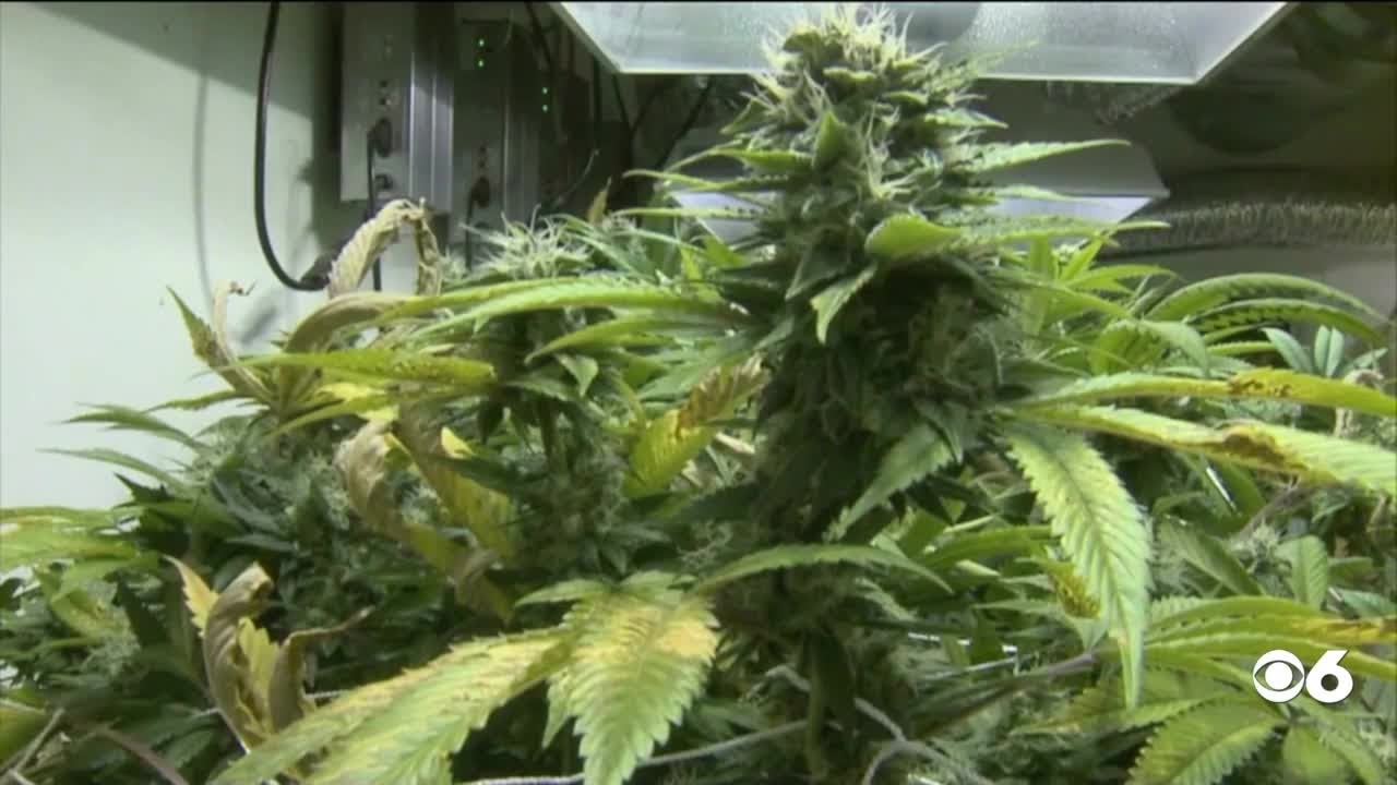 How cannabis helps breast cancer patients